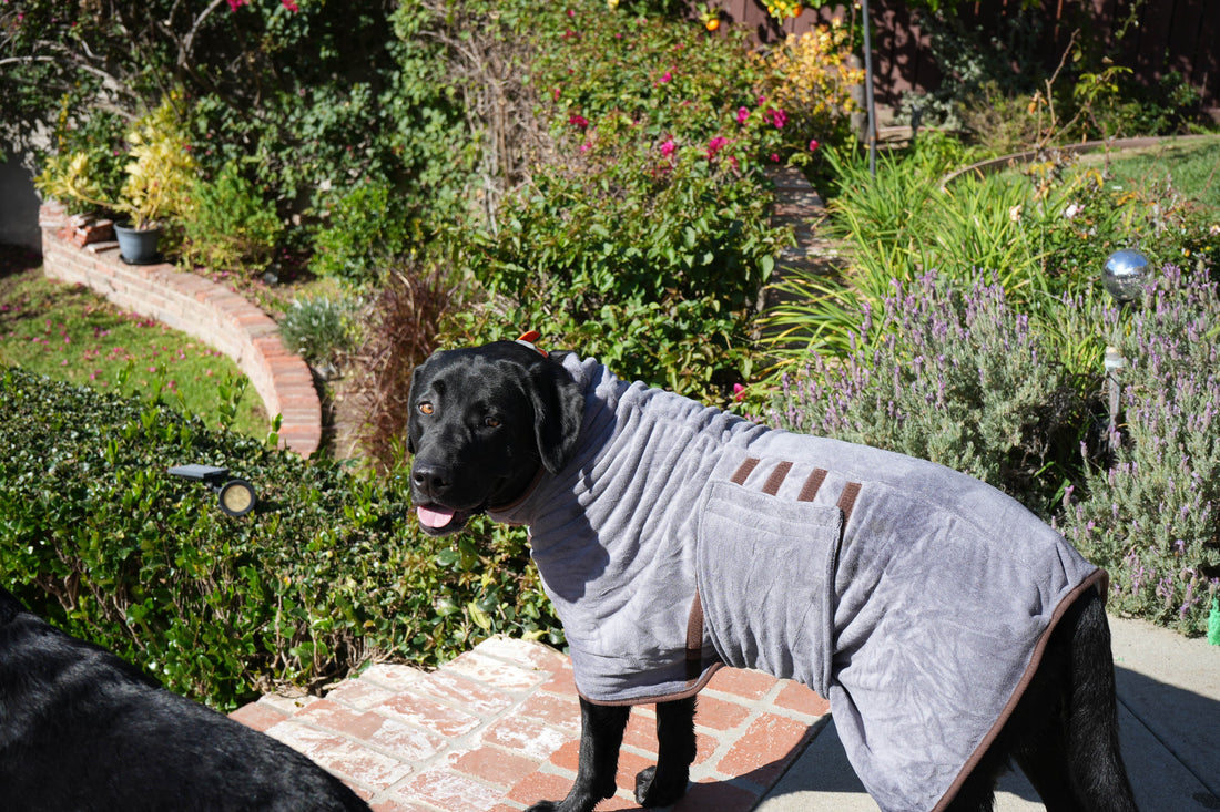 Hoover wearing a gray Royal Pup Club dog bath robe in the garden after a swim