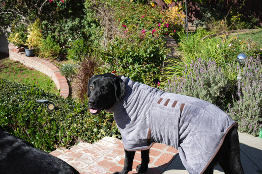 Hoover wearing a gray Royal Pup Club dog bath robe in the garden after a swim