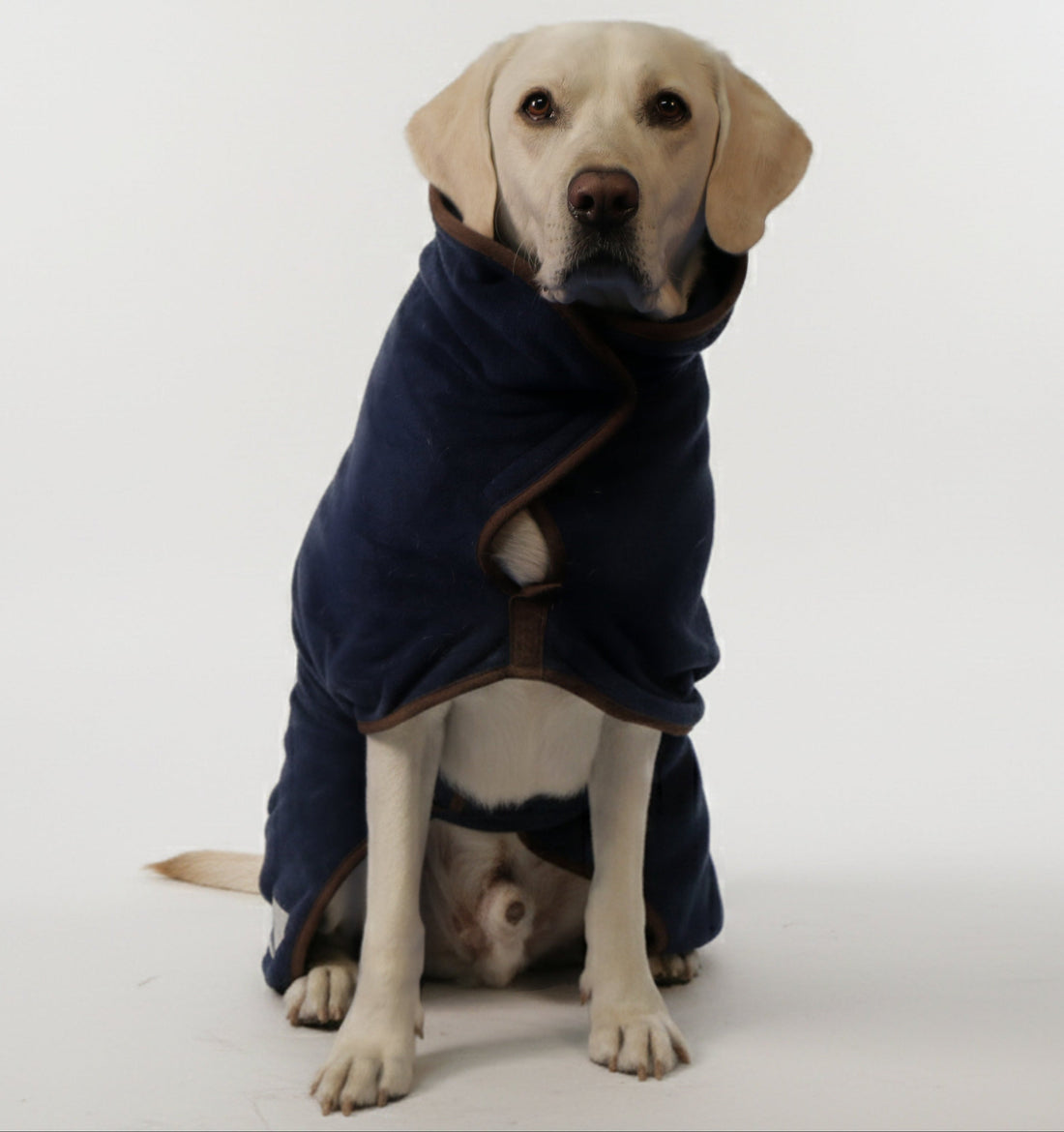 Luke the Labrador wearing a royal blue Royal Pup Club dog drying coat