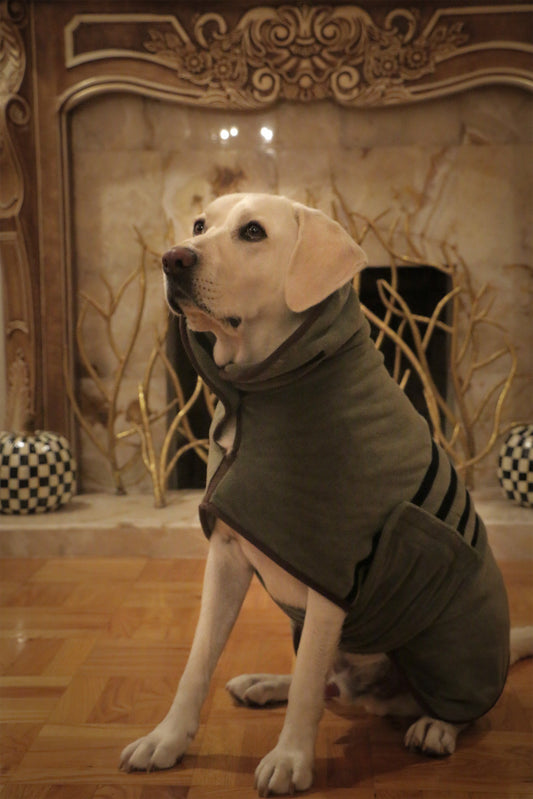 Luke the Labrador drying off in an olive green Royal Pup Club dog drying coat