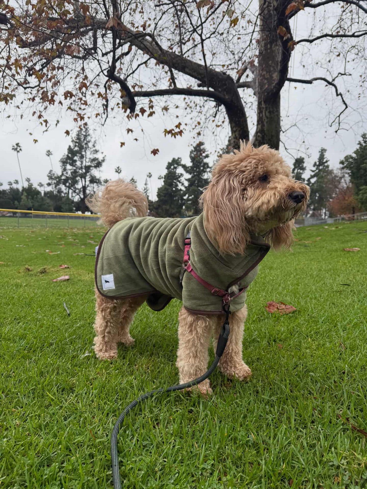 Dog wearing an olive green Royal Pup Club dog drying coat after a bath