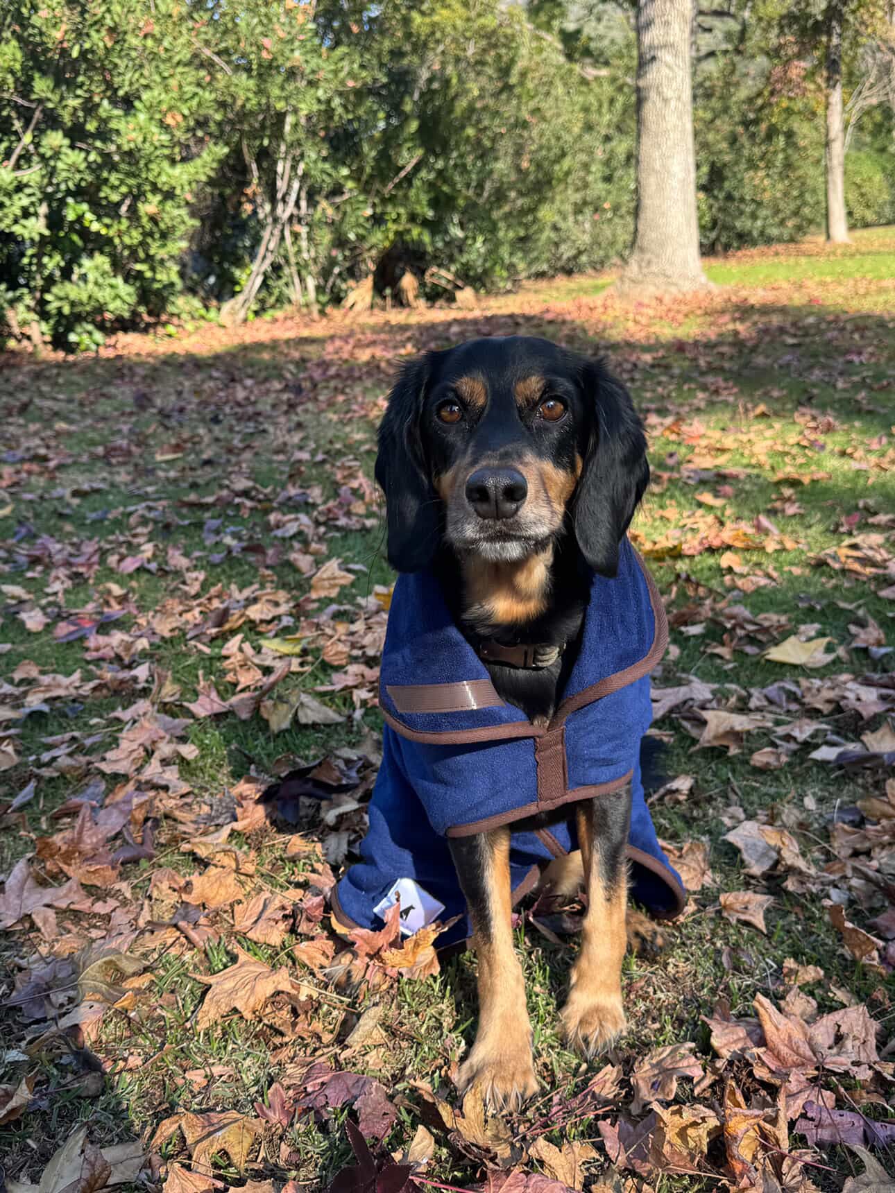 Sasha in our Royal Blue coat sitting on a grassy area with fallen leaves